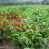 供应核桃苗 山楂苗 柿子苗 苹果苗