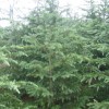 雪松，广玉兰。红叶石楠。大叶女贞。紫薇。马褂木。朴树。榉树等