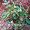 山西李氏核桃苗优惠25%  支持乡村致富
