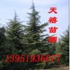 南京天禧苗圃雪松黄连木蜀桧女贞玉兰石楠马褂木朴树等★　