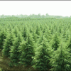 南京雪松垂柳广白玉兰女贞枫香蜀桧朴树皂角等