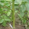 供应大量核桃苗 花椒苗 苹果苗 山楂苗 海棠苗