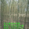 供应速生柳河北速生柳速生柳价格