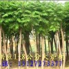火炬树河北火炬苗保定火炬树