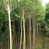 雪松 红叶石楠 广玉兰 大叶女贞 