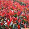 花卉小苗