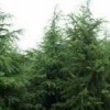 雪松 红叶石楠 广玉兰 大叶女贞 