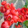 供皱皮木瓜苗、木瓜海棠花、长寿果海棠、枸橘苗