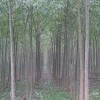 供应8-15公分柳树苗
