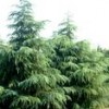 红叶石楠 蜀侩 雪松