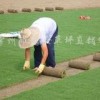 高档草坪//沙培果岭草，百慕大混播黑麦草，天富道果岭草等草坪