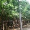 核桃苗，山桃山杏，苹果苗，山楂苗，花椒苗