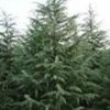 雪松，广玉兰。红叶石楠。大叶女贞。紫薇。马褂木。朴树。榉树等
