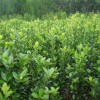 侧柏 山楂苗 油松 核桃苗 桃树苗白皮松