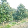 长期大量供应桂花价格 广玉兰价格，法国冬青价格，垂榆，桂花等