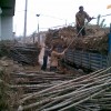 供应0.5-12cm白榆（榆树）