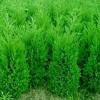供应大红袍花椒苗出售花椒苗