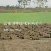 常州草坪种植场//沙培果岭草草坪，，百慕达黑麦草混播草坪