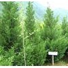 白皮松 大叶女贞 柳树 法桐 栾树 雪松 白蜡 百日红海棠 