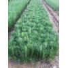 出售供应10-60cm营养袋油松