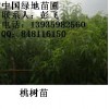 供应桃树苗，优质桃树苗批发，桃树苗供应，桃树苗培育基地