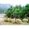 核桃苗，山桃山杏，苹果苗，山楂苗，花椒苗