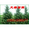 南京雪松黄连木蜀桧女贞玉兰石楠马褂木朴树等　