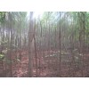 百姓苗圃供应火炬树