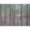 百姓苗圃供应速生柳