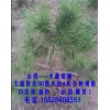 供应白皮松|油松|华山松等