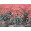 红叶石楠 蜀侩 雪松