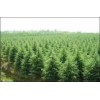 雪松 红叶石楠 广玉兰 大叶女贞