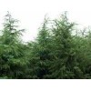 红叶石楠 蜀侩 雪松