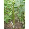 供应大量核桃苗 花椒苗 苹果苗 山楂苗 海棠苗