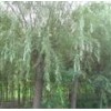 供毛白杨，千头椿，榆树，国槐，法桐，合欢，柳树，速生杨，