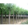 河北苗木供应商低价销售优质速生柳，黄柳，垂柳
