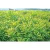 大量供应核桃苗 规格齐全 货源充足核桃苗