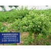 树型金银花-金花3号