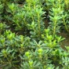 长期大量供应桂花价格 广玉兰价格，法国冬青价格，垂榆，桂花等
