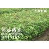 月月桂/月月桂苗/月月桂苗价格/月月桂苗圃基地