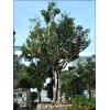 供应罕见大型本地四季桂花（树王）
