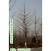 2-80公分银杏实生大树、嫁接树