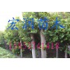 常年出售国槐 乔木国槐 质量第一 价格从优