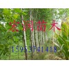 苗木批发国槐