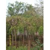 供应米经3-8厘米龙爪槐绿化树