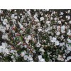 大量低价供应各种规格山茶树