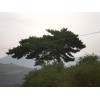 供应2011春季树形奇特树冠优美的迎客松树