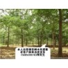 苗木出售