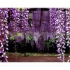 福缘优质藤本植物紫藤