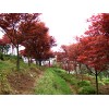 2011最新红枫 樱花报价